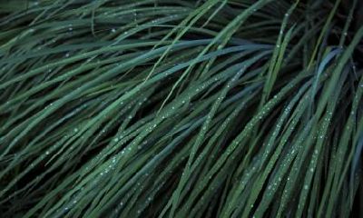 如何给2019年猪年白露出生的女婴起名字以补五行缺水之不足