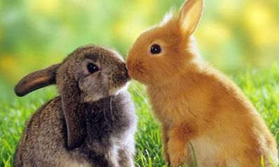 深入了解属相占卦:寻找属相为兔的贵人相助,长期受益,不容错过的必读内容!