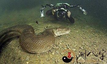 梦见自己游泳时遇到一条巨大的蟒蛇在水中缓缓游动的梦境