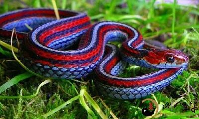 游泳,惊醒后探究梦境含义:探索潜意识中的象征意义、解读梦境中花与蛇元素的意义