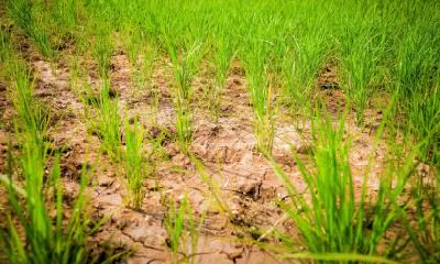 在2019年5月22日诞生的女婴,应该取一个怎样的名字才能够好听并且符合五行理论的属相?