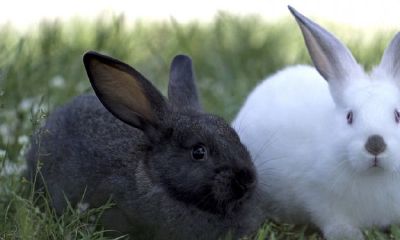 2022年63周岁属相为兔的个人运势预测与分析