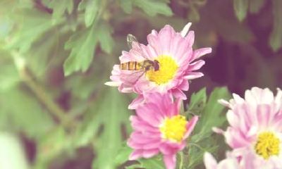 【2021年属兔人(1975年出生)的全面运势解析,包含事业、爱情、财运,详尽分析并给出实用建议】