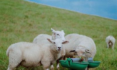 情人节究竟会出现哪些让人惊喜的奇葩礼物,而这其中还包括属羊的男人的选择?