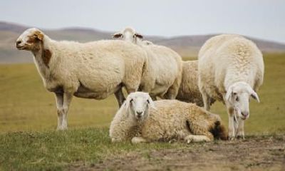 属羊的人所发出的无法兑现的空头支票具体指的是哪些事情?