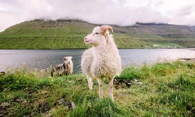 当属羊的人心血来潮时,将会有哪些行动和举措呢?