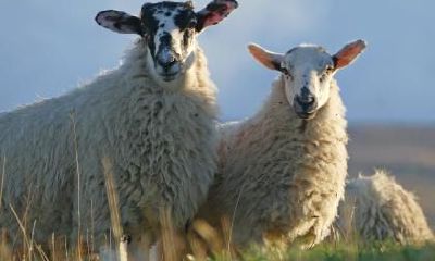 从心理角度分析,属羊人最经常热衷于不停谈及的话题是什么?