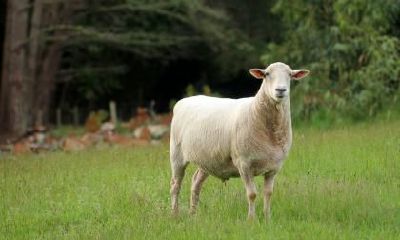 2017年下半年属羊人的全面运势解析,揭示财运、感情、事业等方面的情况