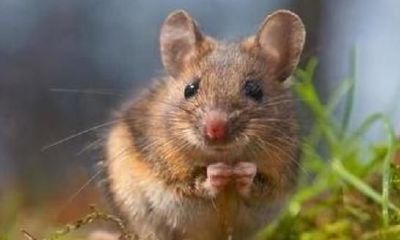 探讨财富与守财奴个性之间的联系:列举四种小气抠门的生肖,看看你是否在其中?