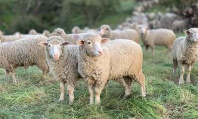 如何让属羊的人摆脱失恋带来的心理阴影并重新找回快乐?