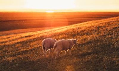 揭秘属羊人独具特色的双重性格:外表温和内心强大,探析其优点和缺点!