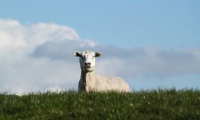 属羊人的恋爱底线是怎样的?他们在爱情中所重视的是哪些方面?