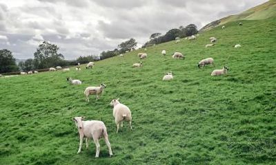 属羊男人的爱情福利:他们会为他们的爱人提供哪些幸福呢?