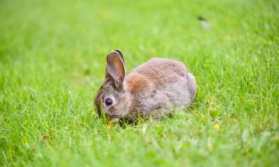 如何为从晚上12点出生的属兔男孩起名,选择哪些汉字最为合适?