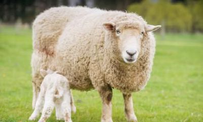 属羊男和属兔女结婚是否合适?探究属兔女的优点及特点