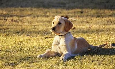 女羊和男狗结婚靠谱吗?婚后属狗男的爱情成长与转变是如何的呢?