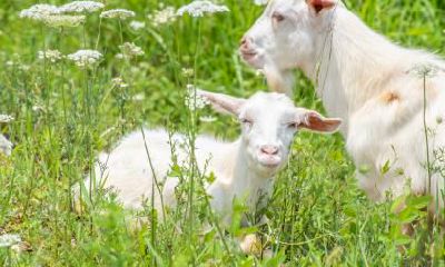 属羊女和属狗男的星座配对:他们是否有着高度契合度?此外,人们是否应该担心属狗男因绝情分手而受到伤害?