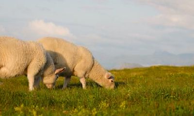 ——以属羊女为伴,探讨属虎男理想的、潜在的吉利姻缘状态