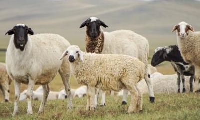 属羊女和属兔男是否适合结婚?属兔男存在哪些不足之处?