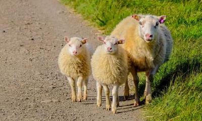 哪个月份是2023年生肖羊运势最低迷、最倒霉的时期?