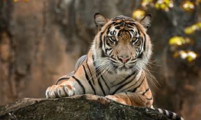 女属羊男属虎的婚姻配对如何?如何满足属虎男在寻找女友时的要求?