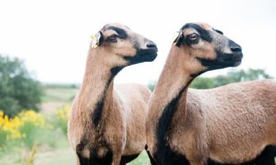 探寻属羊人2023年最不顺的财运状态:哪个月份命途多舛,前途不明?