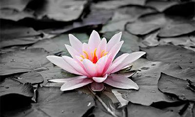 如何选择适合属蛇的菩萨?属蛇如何正确佩戴本命佛?