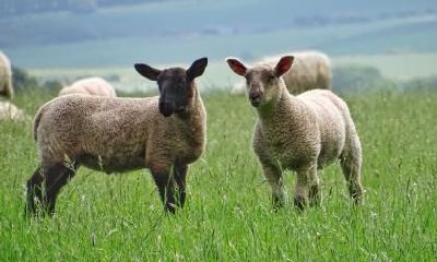 2023年生肖羊的幸运色大揭秘:探索最适合属羊人穿的衣服颜色!