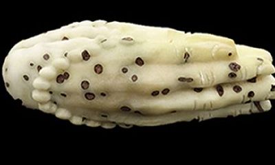 如何进行千眼菩提子的有效打磨技巧和步骤?