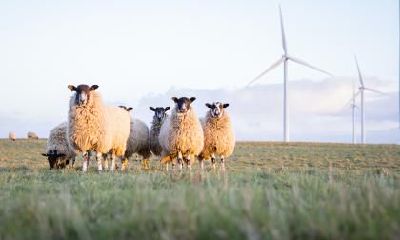 属羊男与属猴女是否适合婚姻?属猴女的性格特点有哪些?