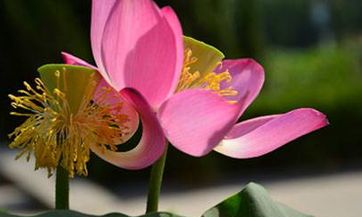 2023年的重阳节是否适合选择为结婚登记的吉日呢?