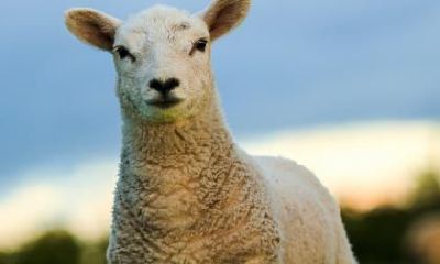 在佩戴本命佛大日如来时,生肖为羊的人需要进行佛像开光仪式吗?