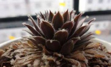 属狗初六的命运:会有一番事业吗?看看这些关键因素!