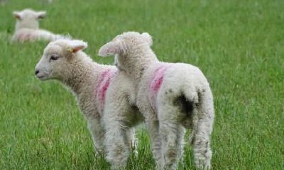 如何查看1979年出生的生肖羊的文昌贵人?文昌贵人是什么意思?