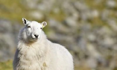 属羊男与属鸡女是否适合结婚?揭秘属鸡女心中最忌讳的个性特点!