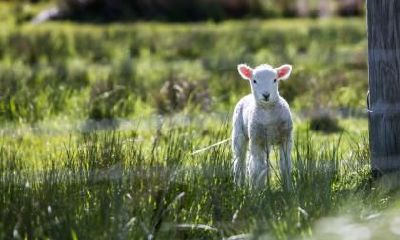探讨属羊女与属猴男的婚姻相容性,揭秘属猴男如何迎得心上人?!