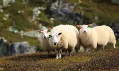 属羊男与属马女的婚姻关系:究竟如何?属马女眼中讨厌的男生特质探析