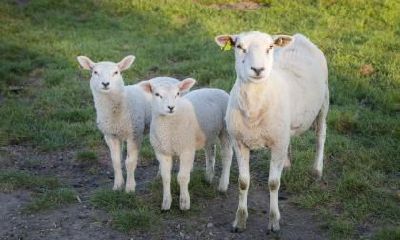 1991属羊的人:2017年事业、健康、财运、感情运等方面的运势变化与展望