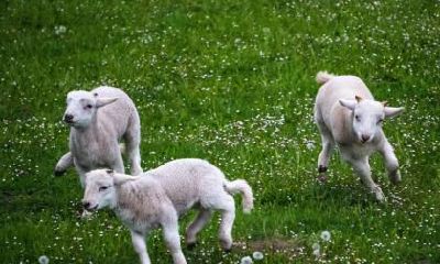 2020年生肖羊人的运势预测及分析