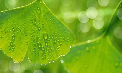 经管考研历年真题题解:在雨水节气下出生的属牛人生命运如何?