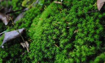 2023年4月最佳相亲日子之探寻4月份最具吉兆的相亲机会