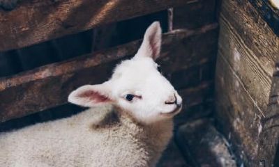 2003年出生属羊的人2019年财运、感情、事业、健康运势分析及破解技巧全收录!