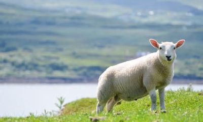 探讨属羊女和属龙男婚姻兼容性以及揭示属龙男在婚姻中的缺陷