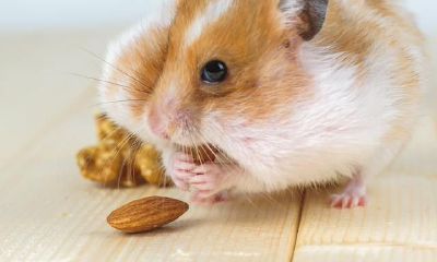 2020年鼠年出生人的运势与婚姻生活详尽分析,精彩不容错过!