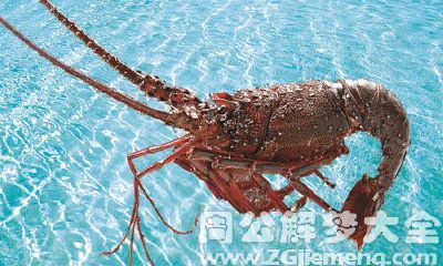 去睡觉时梦见了一只庞大的龙虾,引发了深刻的内心启示和思考:我自己对于生活中的挑战和难题的态度和应对方式是什么?