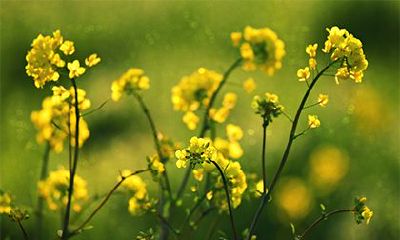 2023年农历正月有哪些黄道吉日?正月最重要的节日是什么呢?