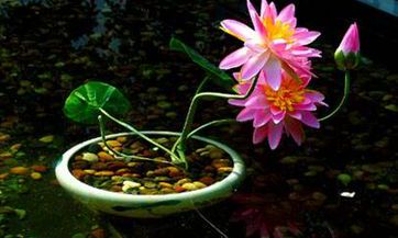 2023年立春时间:了解明年几点几分迎来立春的具体时刻