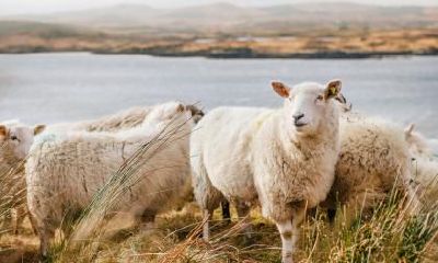 2016年每个月都值得关注的属羊人运程指南