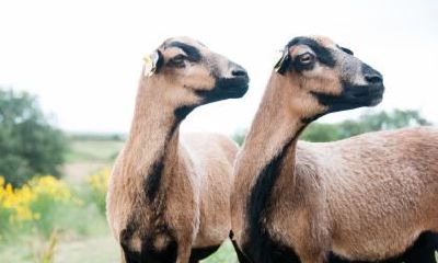 排除属羊女性的盲区:探讨属羊女人在行为、性格等方面可能存在的缺陷