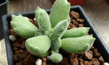 属相禁忌:哪些属相不能佩戴黄金饰品